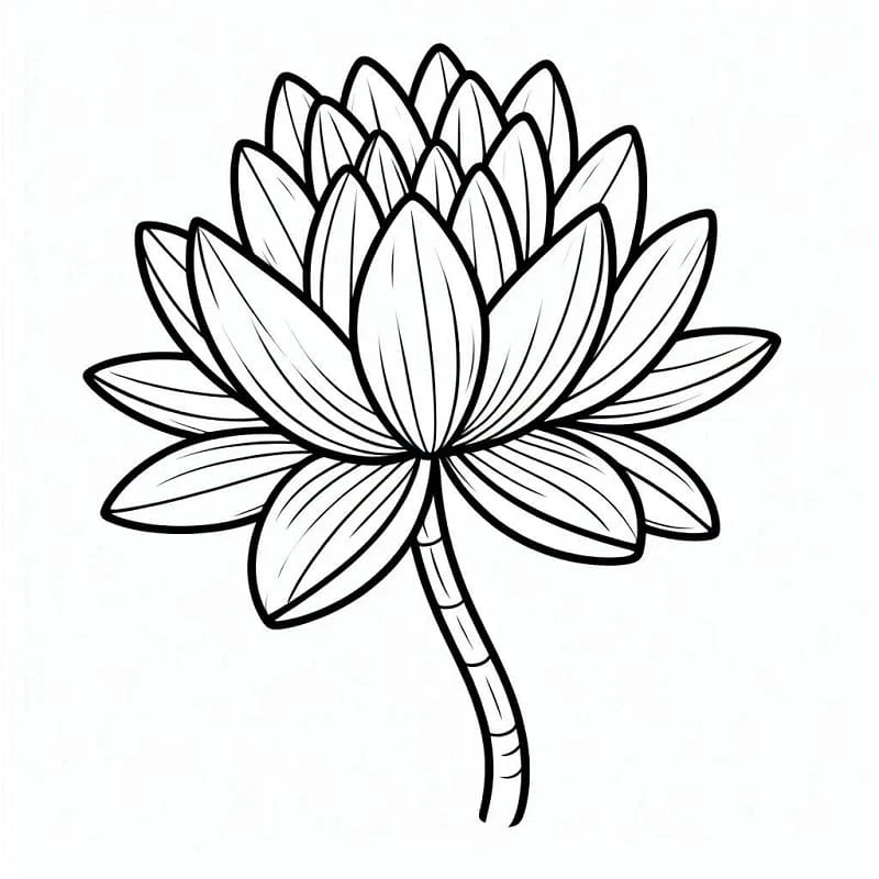 Disegno Ninfea in piena fioritura da colorare