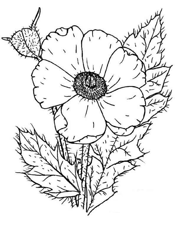 Disegno Papavero in fiore con bocciolo e foglie da colorare Disegno Papavero in fiore con bocciolo e foglie da colorare