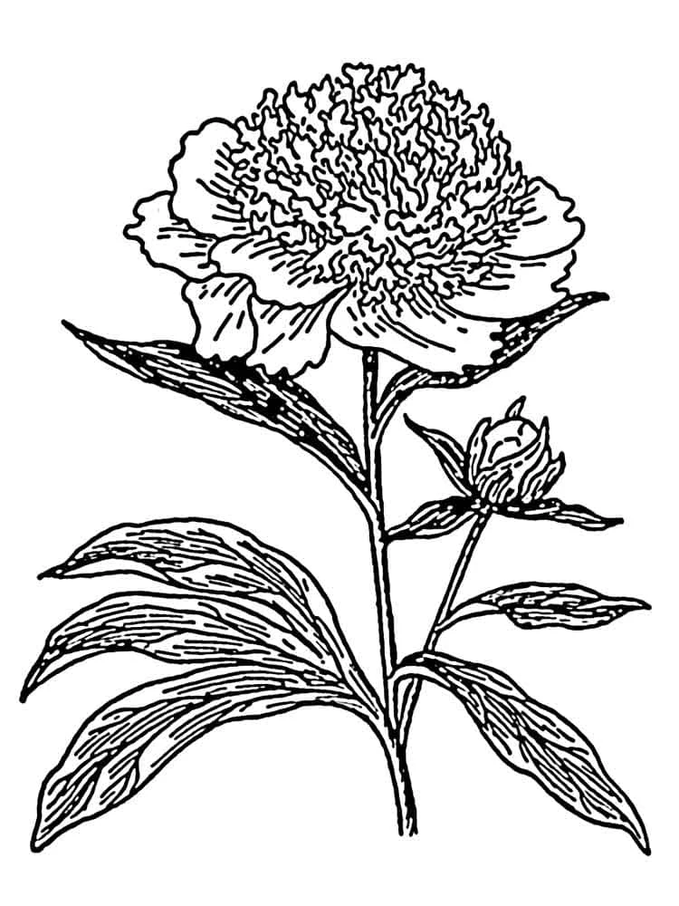 Disegno Peonia in piena fioritura da colorare