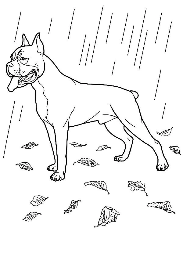 Disegno Cane boxer in piedi sotto la pioggia da colorare