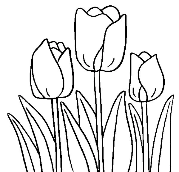 Disegno Tulipano trio in piena fioritura da colorare Disegno Tulipano trio in piena fioritura da colorare