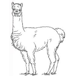 Disegno da colorare: Alpaca (Animali) #217303 - Pagine da Colorare Stampabili Gratuite