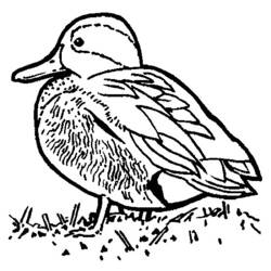 Disegno da colorare: Anatra (Animali) #1473 - Pagine da Colorare Stampabili Gratuite
