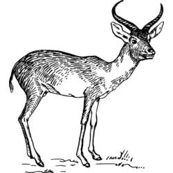 Disegno da colorare: Antilope (Animali) #22648 - Pagine da Colorare Stampabili Gratuite
