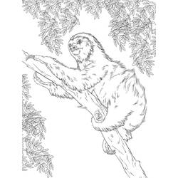 Disegno da colorare: Bradipo (Animali) #210417 - Pagine da Colorare Stampabili Gratuite