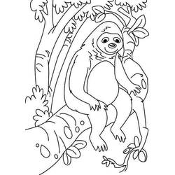 Disegno da colorare: Bradipo (Animali) #210444 - Pagine da Colorare Stampabili Gratuite