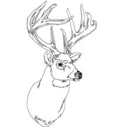Disegno da colorare: Cervo (Animali) #2662 - Pagine da Colorare Stampabili Gratuite