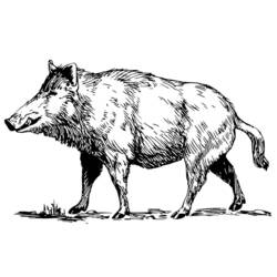 Disegno da colorare: Cinghiale (Animali) #14639 - Pagine da Colorare Stampabili Gratuite