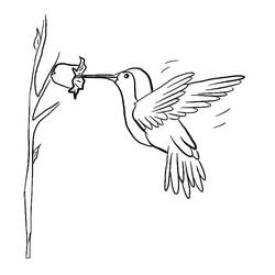 Disegno da colorare: Colibrì (Animali) #208589 - Pagine da Colorare Stampabili Gratuite