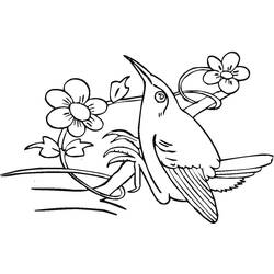 Disegno da colorare: Colibrì (Animali) #208621 - Pagine da Colorare Stampabili Gratuite