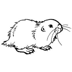 Disegno da colorare: Criceto (Animali) #8039 - Pagine da Colorare Stampabili Gratuite