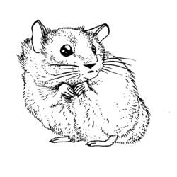 Disegno da colorare: Criceto (Animali) #8042 - Pagine da Colorare Stampabili Gratuite