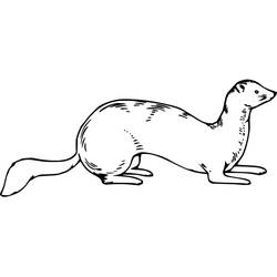 Disegno da colorare: Donnola (Animali) #205437 - Pagine da Colorare Stampabili Gratuite