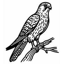 Disegno da colorare: Falco (Animali) #205258 - Pagine da Colorare Stampabili Gratuite
