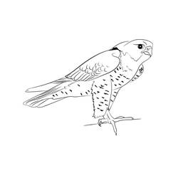 Disegno da colorare: Falco (Animali) #205264 - Pagine da Colorare Stampabili Gratuite