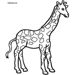 Disegni da colorare: Giraffa - Pagine da Colorare Stampabili Gratuite