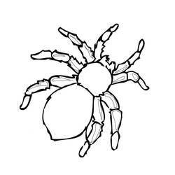 Disegno da colorare: Insetto (Animali) #179750 - Pagine da Colorare Stampabili Gratuite