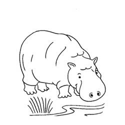 Disegno da colorare: Ippopotamo (Animali) #8804 - Pagine da Colorare Stampabili Gratuite