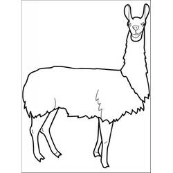 Disegno da colorare: Lama (Animali) #179533 - Pagine da Colorare Stampabili Gratuite
