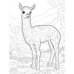Disegno da colorare: Lama (Animali) #217824 - Pagine da Colorare Stampabili Gratuite