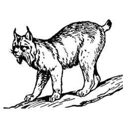 Disegno da colorare: Lince (Animali) #10812 - Pagine da Colorare Stampabili Gratuite