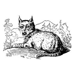 Disegno da colorare: Lince (Animali) #10822 - Pagine da Colorare Stampabili Gratuite