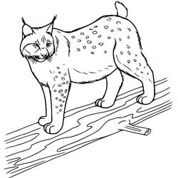 Disegno da colorare: Lince (Animali) #189237 - Pagine da Colorare Stampabili Gratuite