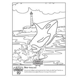 Disegno da colorare: Orca (Animali) #213444 - Pagine da Colorare Stampabili Gratuite