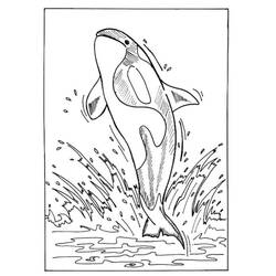 Disegno da colorare: Orca (Animali) #213462 - Pagine da Colorare Stampabili Gratuite