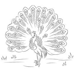 Disegno da colorare: Pavone (Animali) #197595 - Pagine da Colorare Stampabili Gratuite