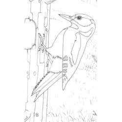 Disegno da colorare: Picchio (Animali) #16717 - Pagine da Colorare Stampabili Gratuite