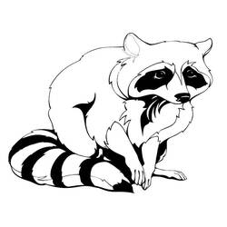 Disegni da colorare: Procione - Pagine da Colorare Stampabili Gratuite