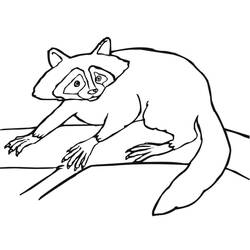 Disegno da colorare: Procione (Animali) #208491 - Pagine da Colorare Stampabili Gratuite