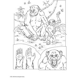 Disegno da colorare: Scimpanzé (Animali) #2832 - Pagine da Colorare Stampabili Gratuite