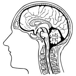 Disegni da colorare: Human Brain - Pagine da Colorare Stampabili Gratuite