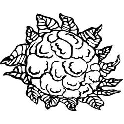 Disegno da colorare: Cavolfiore (Cibo e Nutrizione) #207520 - Pagine da Colorare Stampabili Gratuite