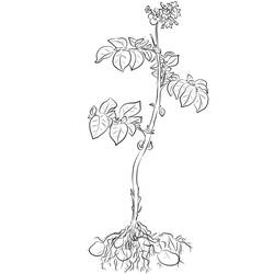 Disegno da colorare: Patata (Cibo e Nutrizione) #207437 - Pagine da Colorare Stampabili Gratuite