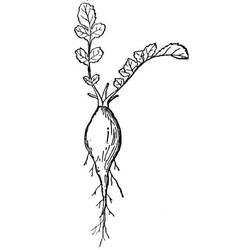 Disegno da colorare: Ravanello (Cibo e Nutrizione) #220984 - Pagine da Colorare Stampabili Gratuite