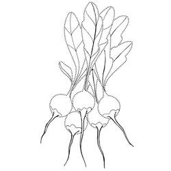 Disegno da colorare: Ravanello (Cibo e Nutrizione) #220986 - Pagine da Colorare Stampabili Gratuite