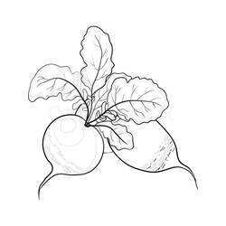 Disegno da colorare: Ravanello (Cibo e Nutrizione) #220987 - Pagine da Colorare Stampabili Gratuite