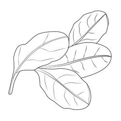 Disegno da colorare: Spinaci (Cibo e Nutrizione) #187658 - Pagine da Colorare Stampabili Gratuite