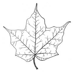 Disegno da colorare: Foglia d'Acero (Natura e Stagioni) #190244 - Pagine da Colorare Stampabili Gratuite