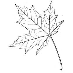 Disegno da colorare: Foglia d'Acero (Natura e Stagioni) #190245 - Pagine da Colorare Stampabili Gratuite