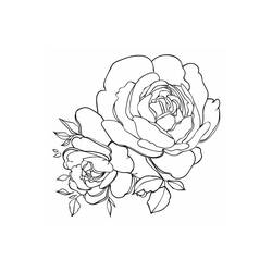 Disegni da colorare: Peonia - Pagine da Colorare Stampabili Gratuite