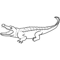 Alligatore - Disegni da colorare gratuiti