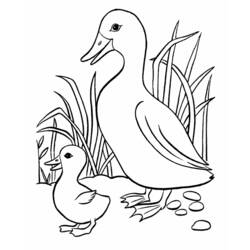 Disegno Anatra con anatroccolo vicino ai canneti da colorare