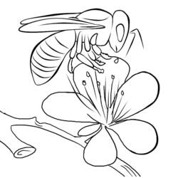 Disegno Ape che raccoglie polline su un fiore da colorare
