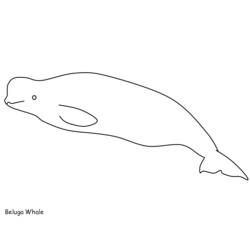 Beluga - Disegni da colorare gratuiti