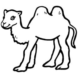 Disegno Cammello che cammina con due gobbe da colorare Disegno Cammello che cammina con due gobbe da colorare