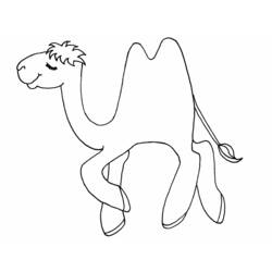 Disegno Cammello che cammina con la doppia gobba da colorare Disegno Cammello che cammina con la doppia gobba da colorare